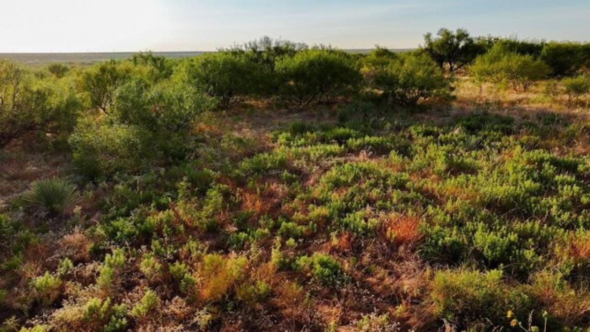 Picture of Residential Land For Sale in Electra, Texas, United States