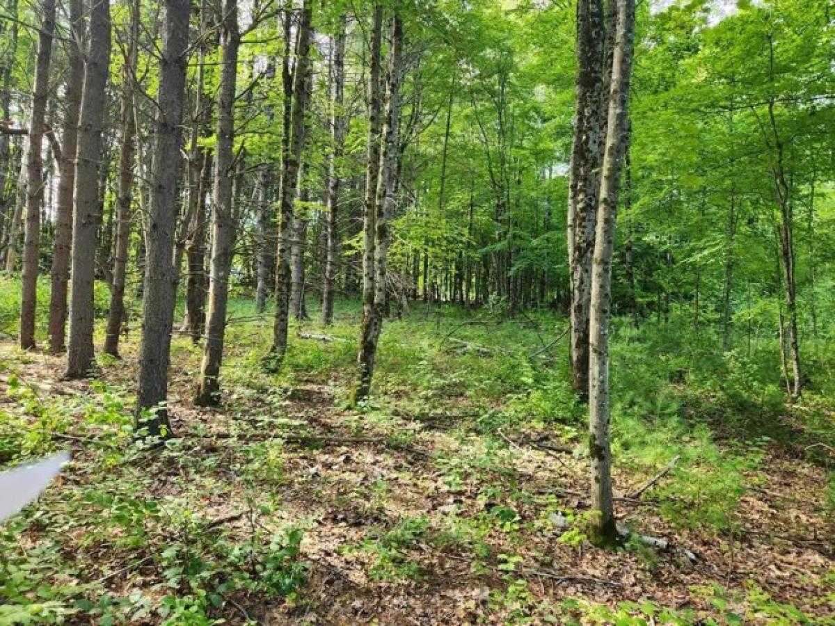 Picture of Residential Land For Sale in Belmont, New Hampshire, United States