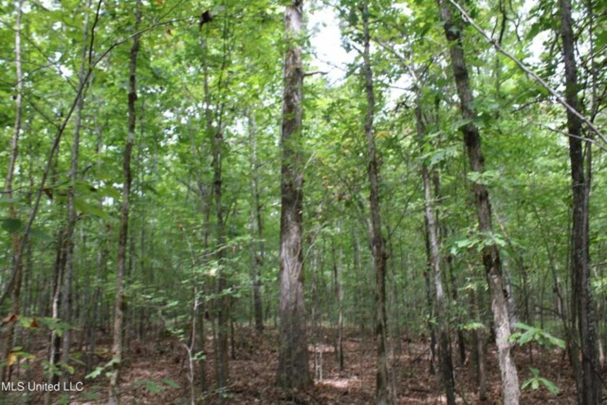 Picture of Residential Land For Sale in Byhalia, Mississippi, United States