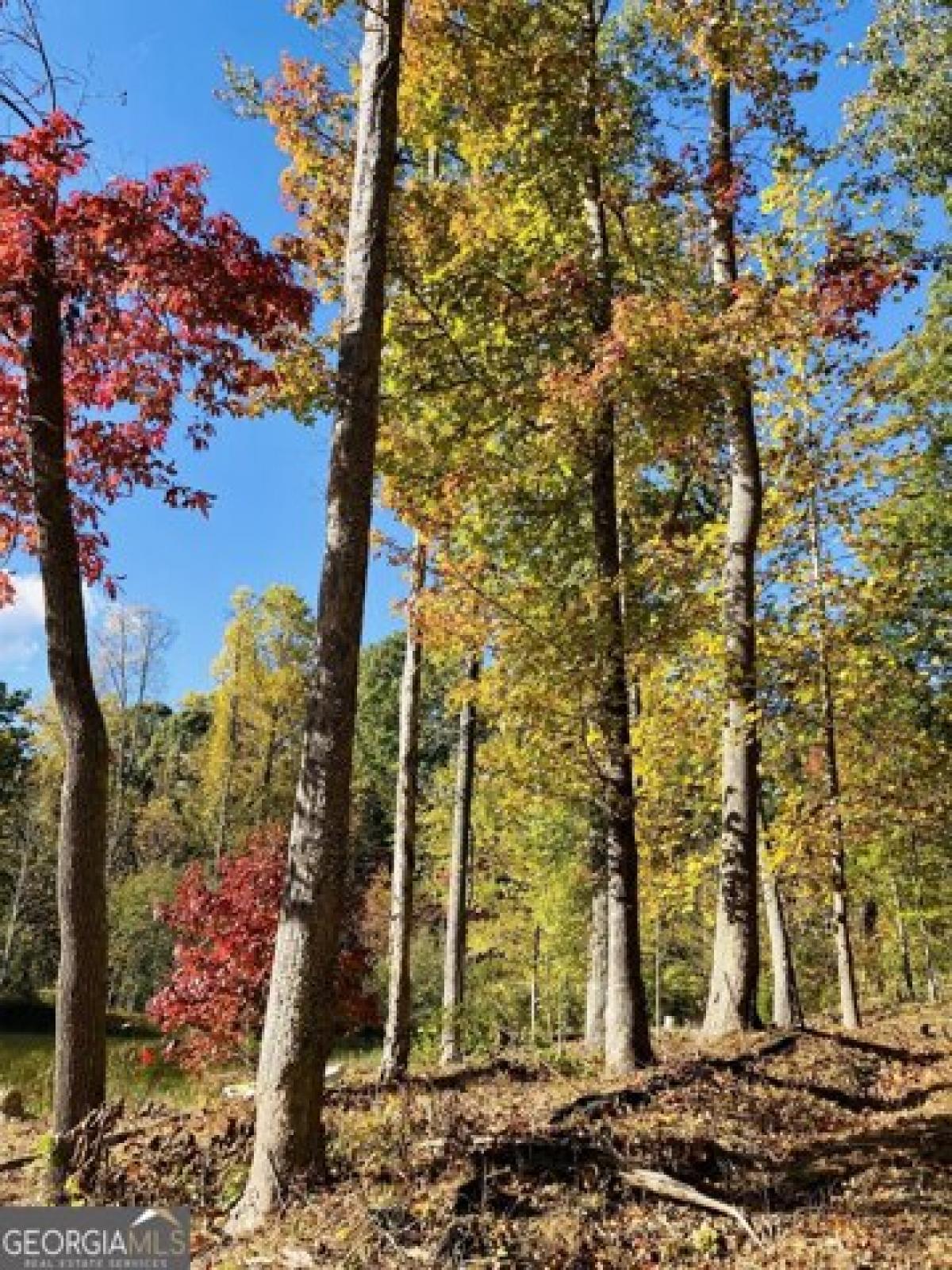 Picture of Residential Land For Sale in Cleveland, Georgia, United States