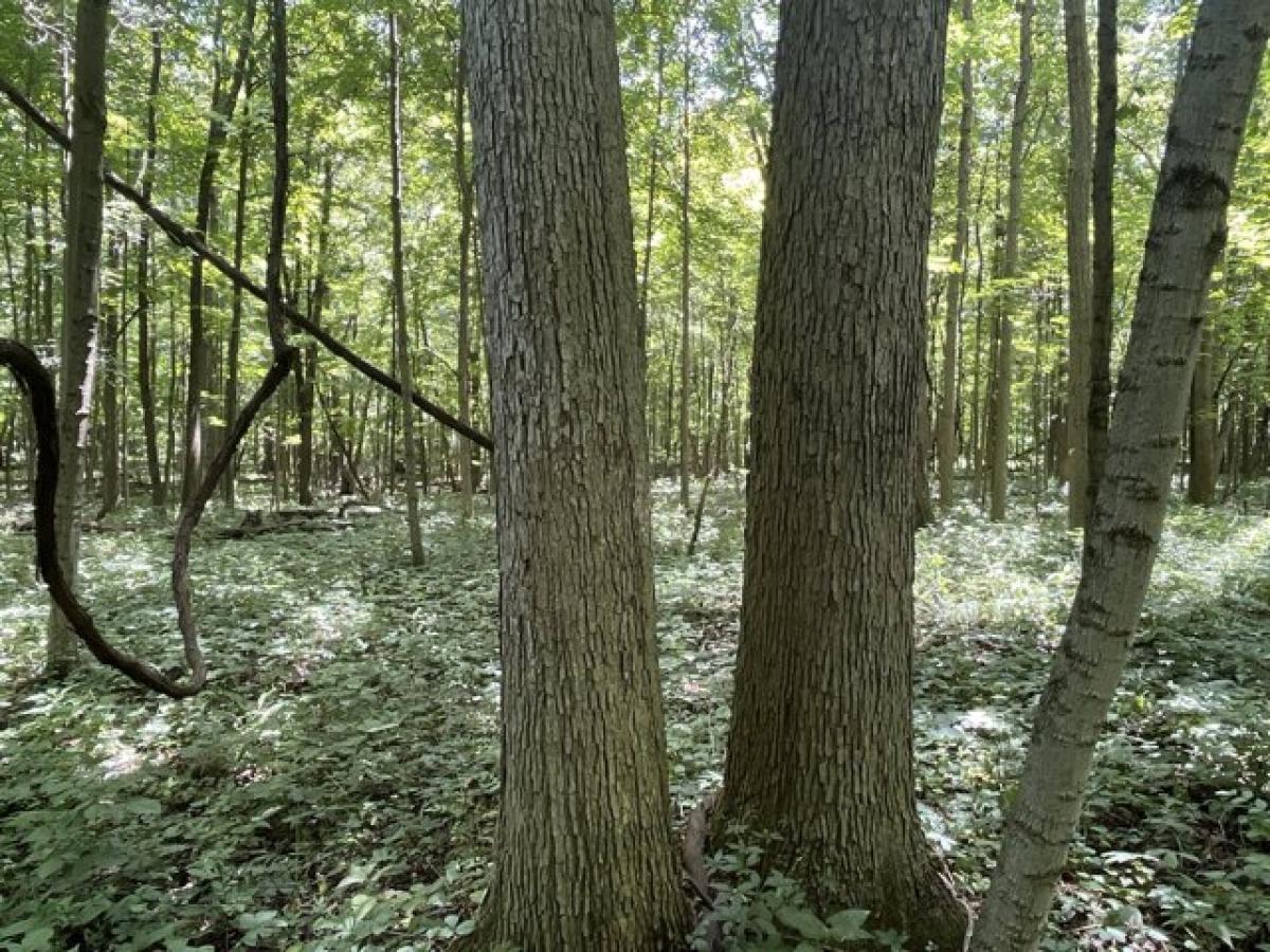 Picture of Residential Land For Sale in Cardington, Ohio, United States