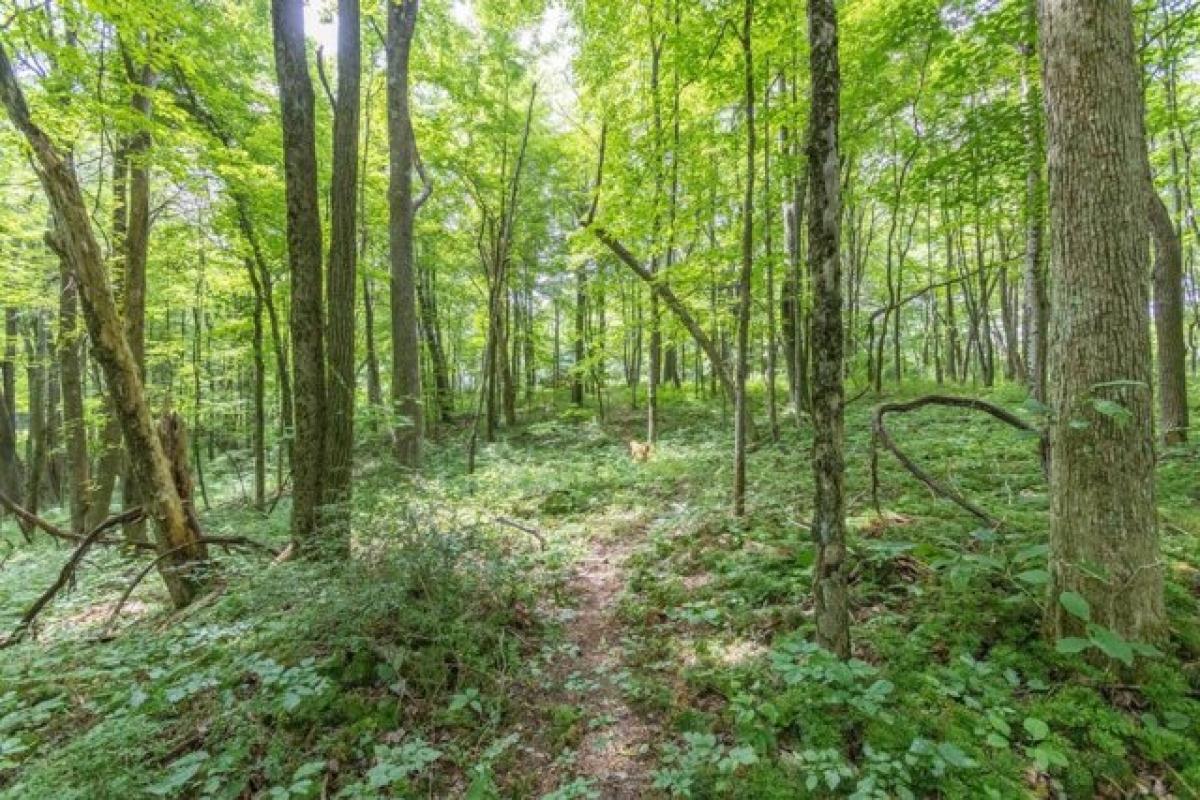 Picture of Residential Land For Sale in Meadow Bridge, West Virginia, United States