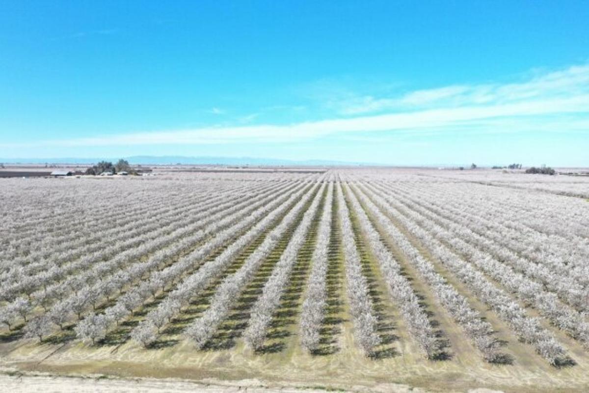 Picture of Residential Land For Sale in Caruthers, California, United States