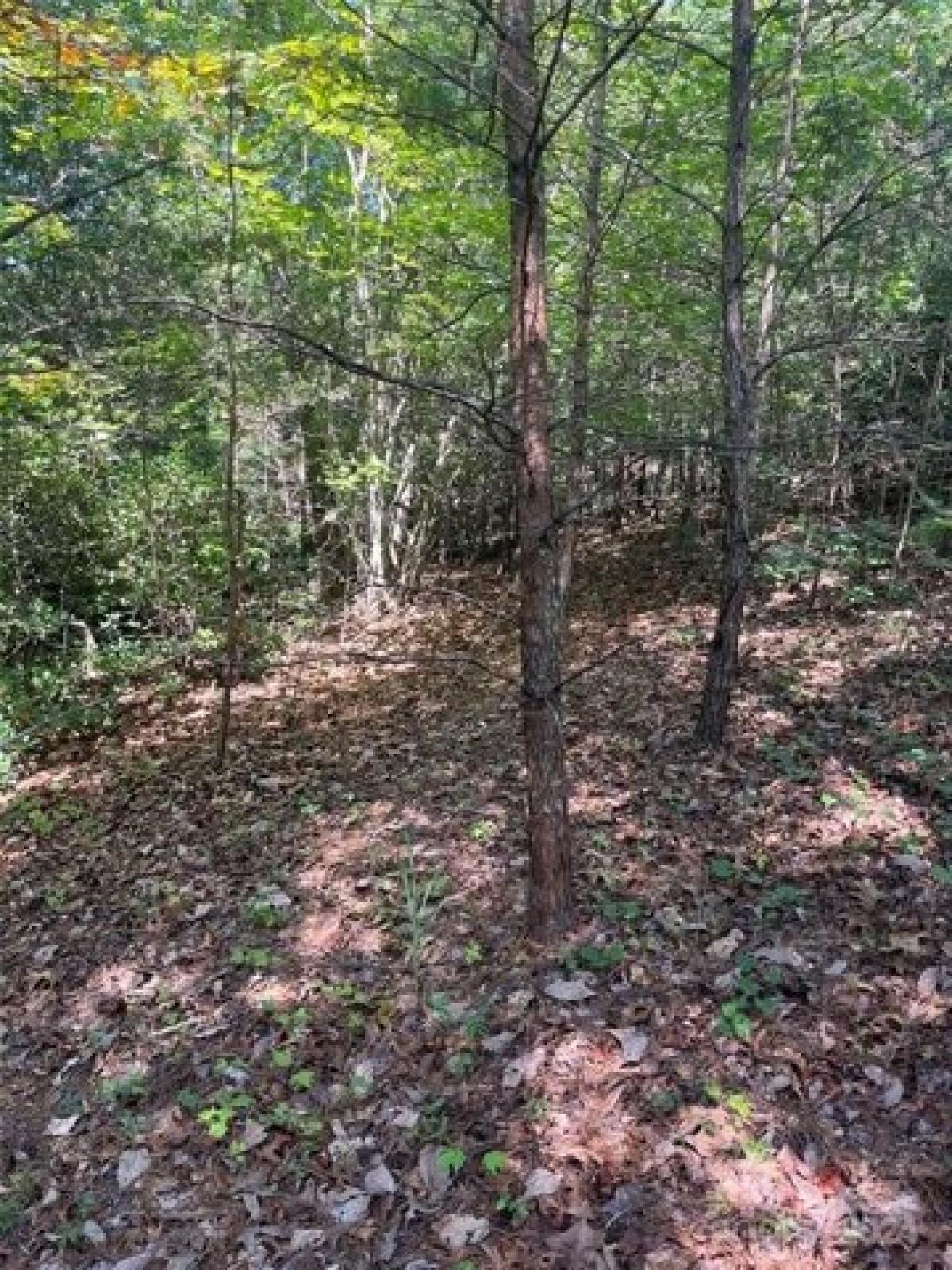 Picture of Residential Land For Sale in Lake Lure, North Carolina, United States