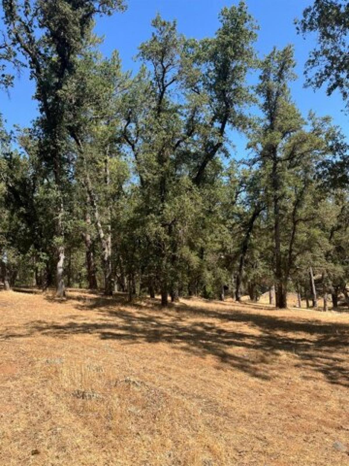 Picture of Residential Land For Sale in Mountain Ranch, California, United States