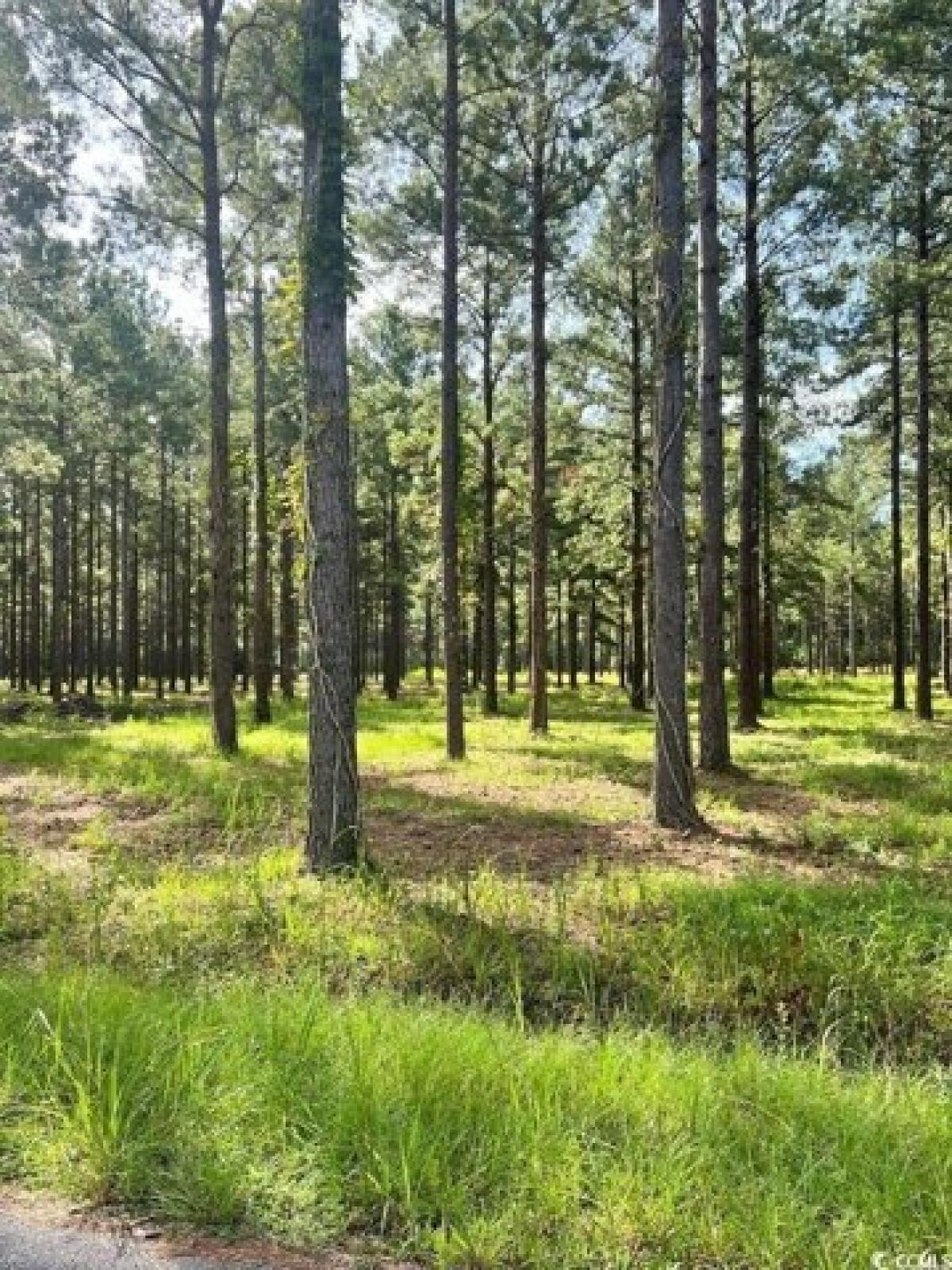 Picture of Residential Land For Sale in Conway, South Carolina, United States