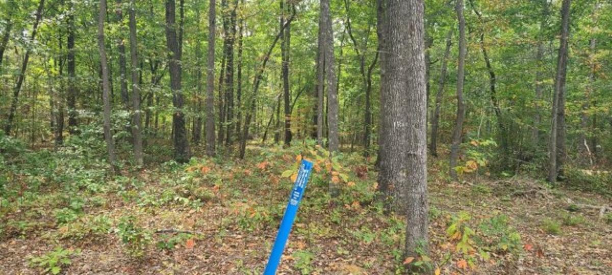 Picture of Residential Land For Sale in Monteagle, Tennessee, United States