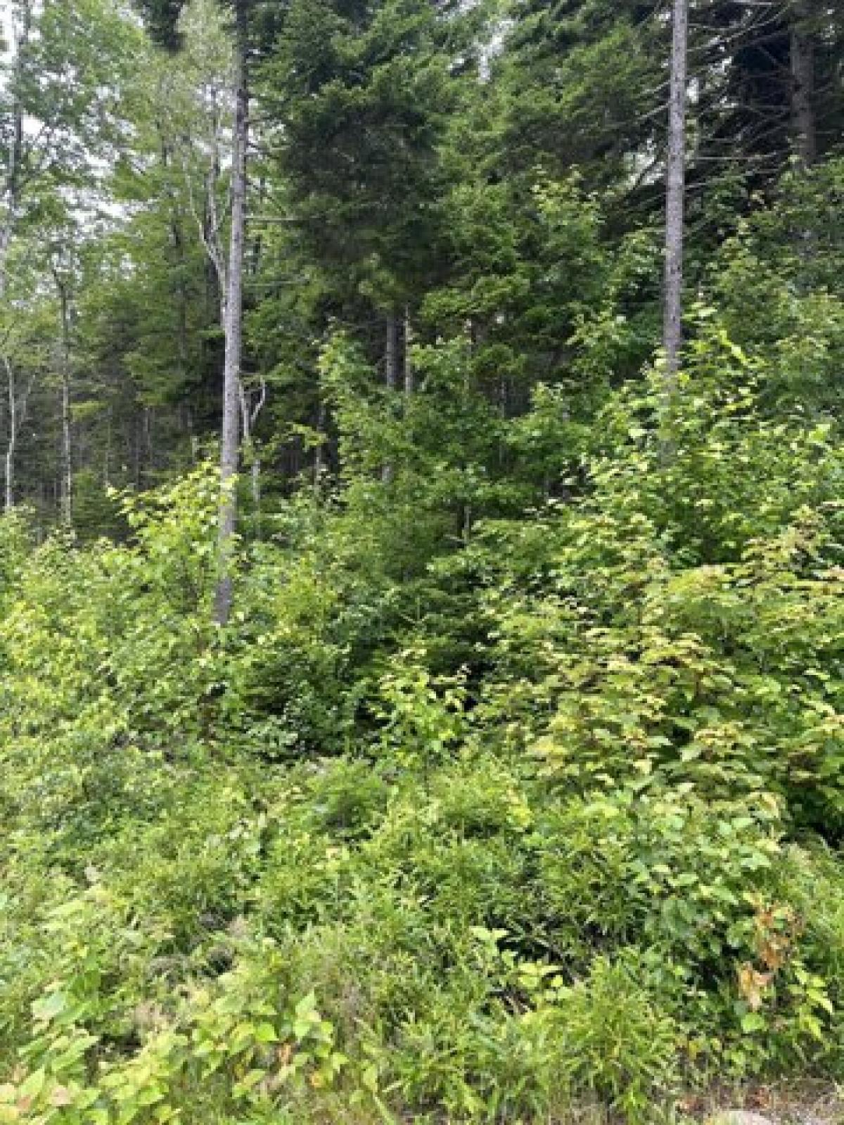 Picture of Residential Land For Sale in Steuben, Maine, United States