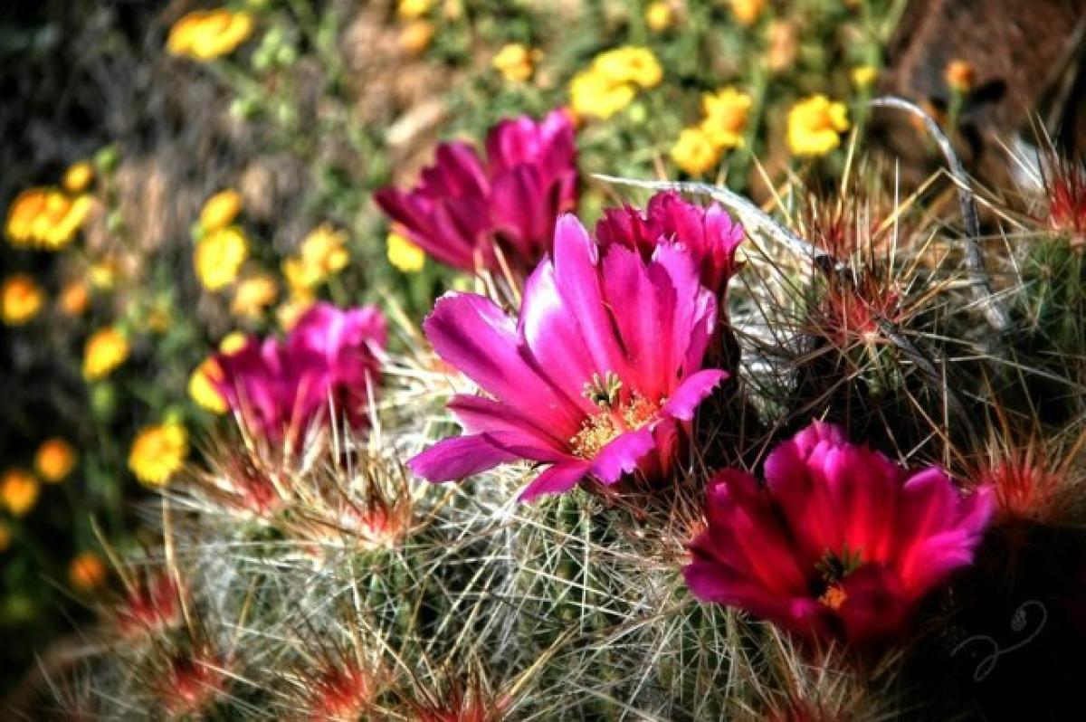 Picture of Residential Land For Sale in Terlingua, Texas, United States