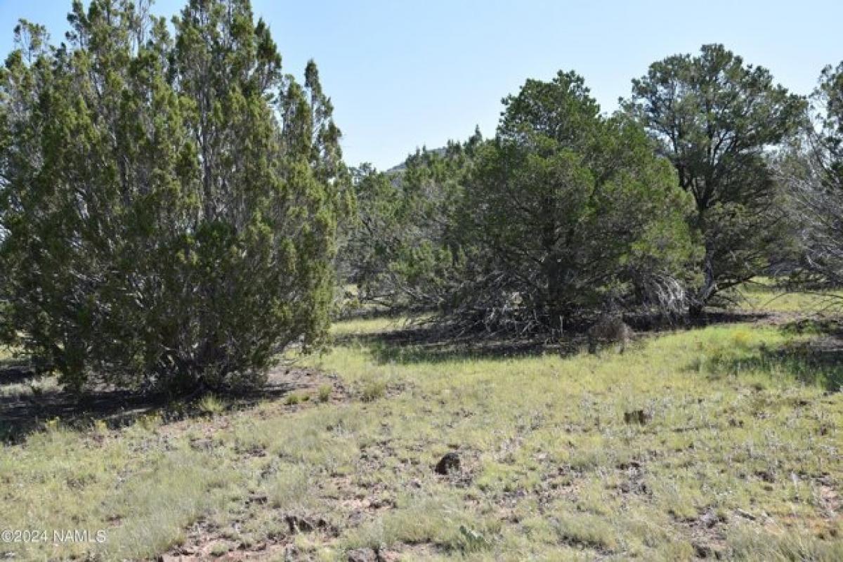 Picture of Residential Land For Sale in Williams, Arizona, United States