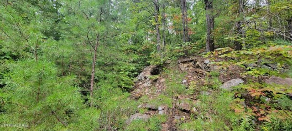 Picture of Residential Land For Sale in Tellico Plains, Tennessee, United States