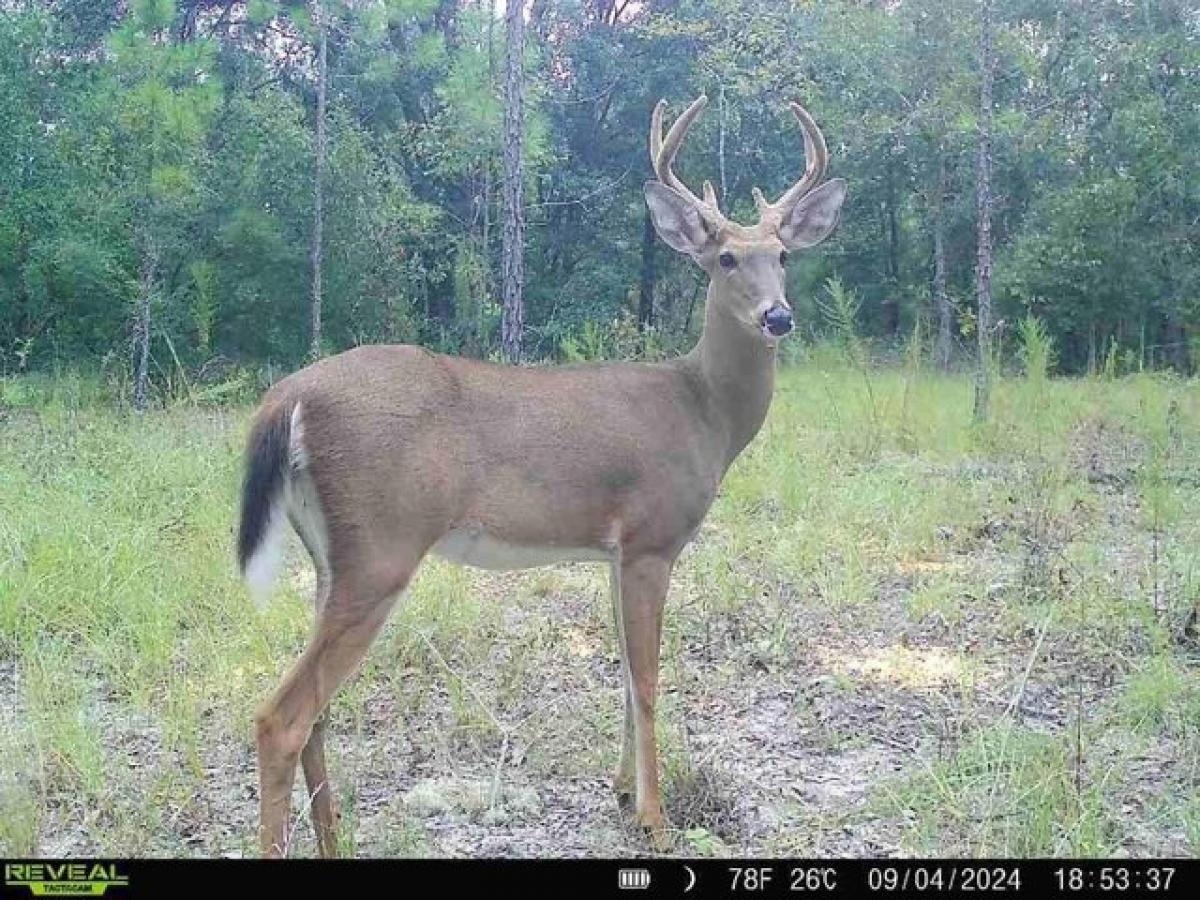 Picture of Residential Land For Sale in Jasper, Florida, United States