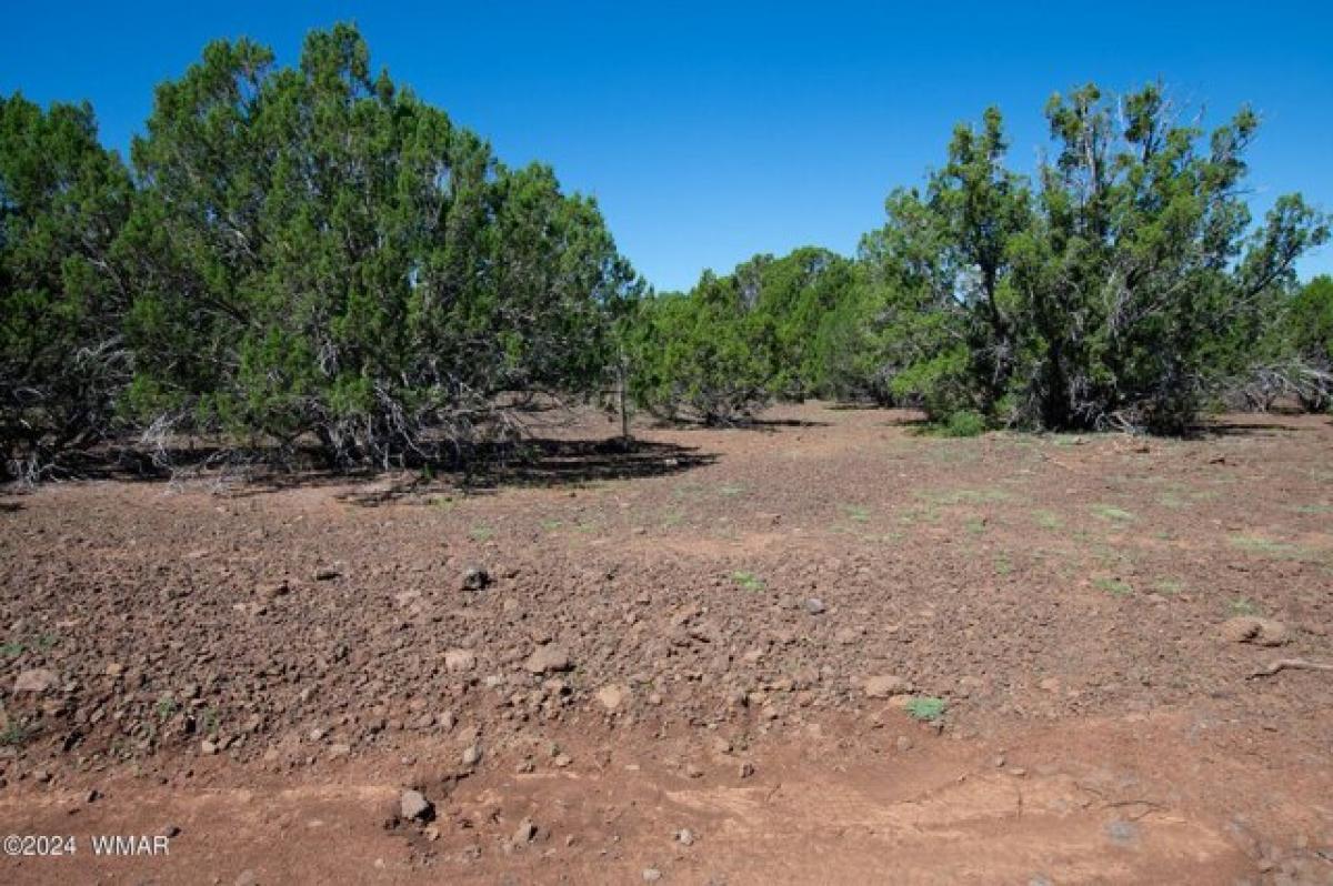 Picture of Residential Land For Sale in Show Low, Arizona, United States