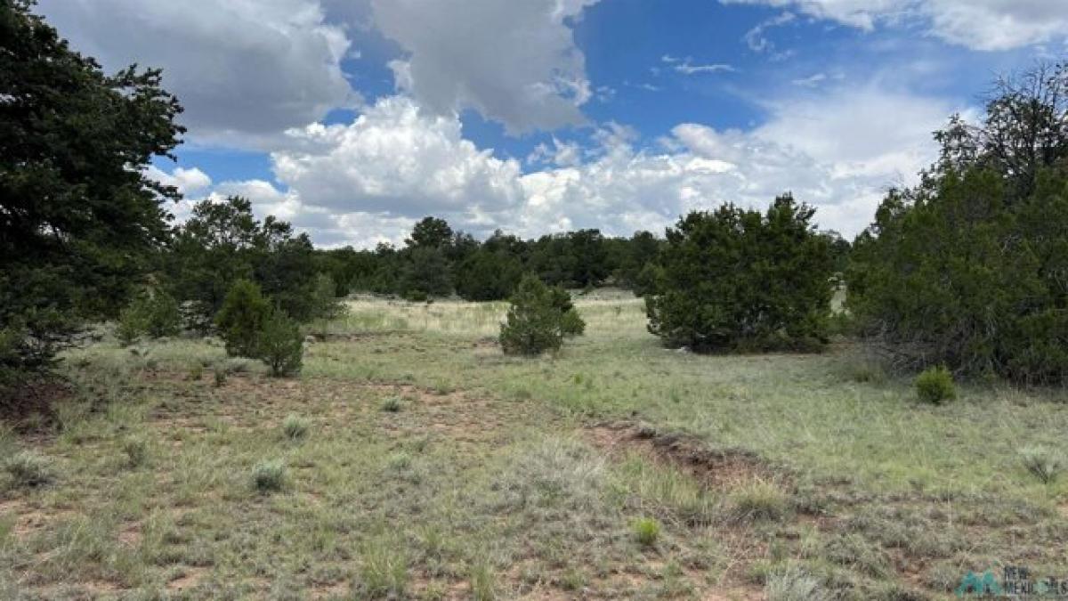 Picture of Residential Land For Sale in Pie Town, New Mexico, United States