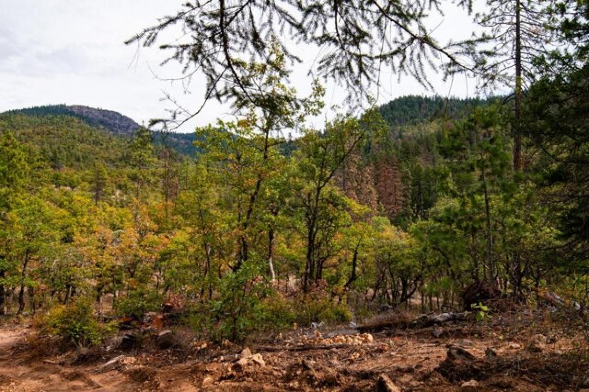 Picture of Residential Land For Sale in Trail, Oregon, United States