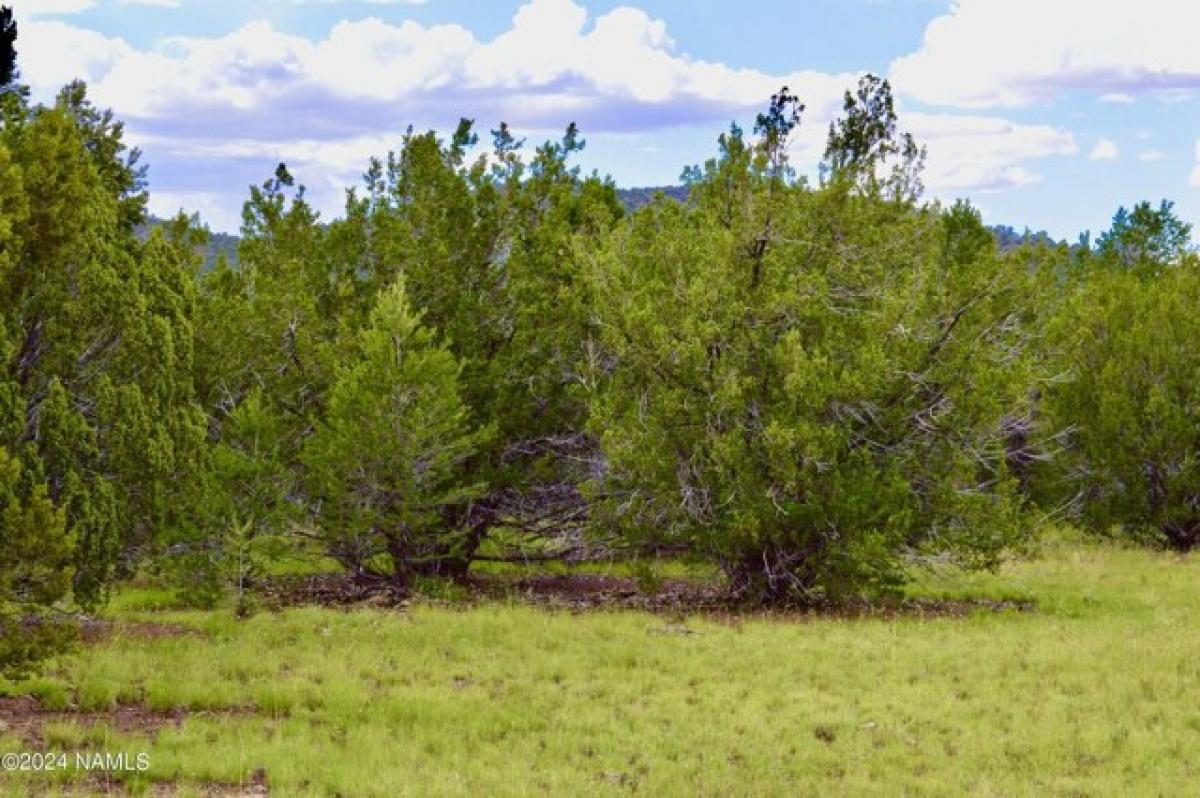 Picture of Residential Land For Sale in Williams, Arizona, United States