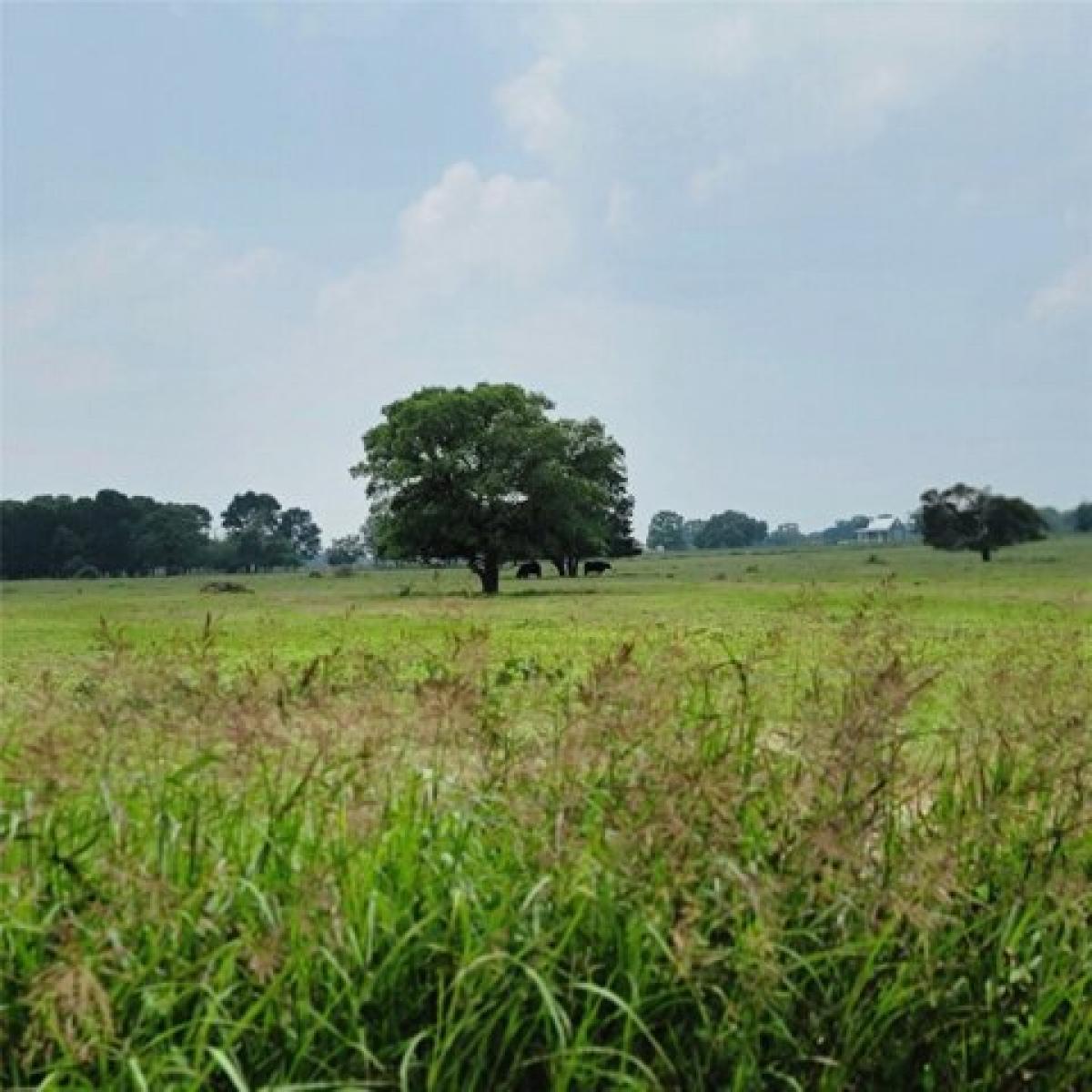 Picture of Residential Land For Sale in Round Top, Texas, United States