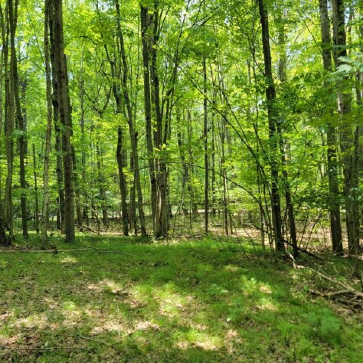 Picture of Residential Land For Sale in Farwell, Michigan, United States