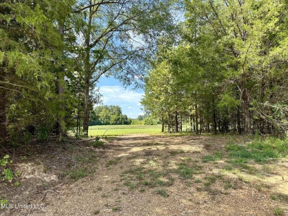 Picture of Residential Land For Sale in Lexington, Mississippi, United States