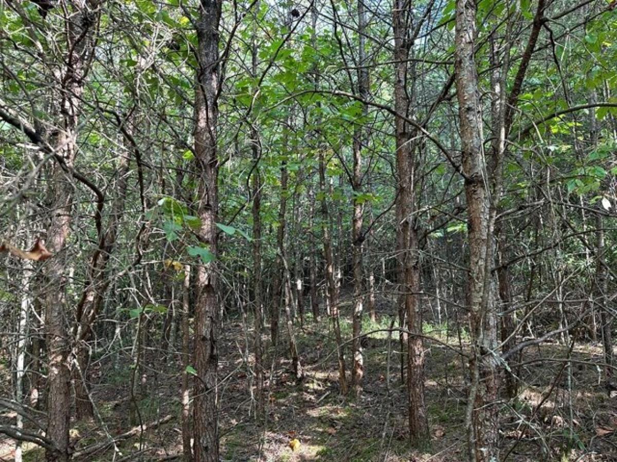 Picture of Residential Land For Sale in Blue Ridge, Georgia, United States