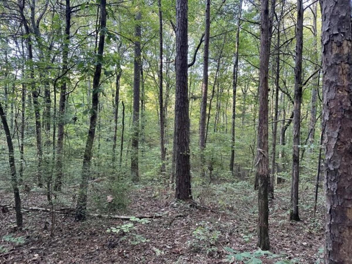 Picture of Residential Land For Sale in Maben, Mississippi, United States