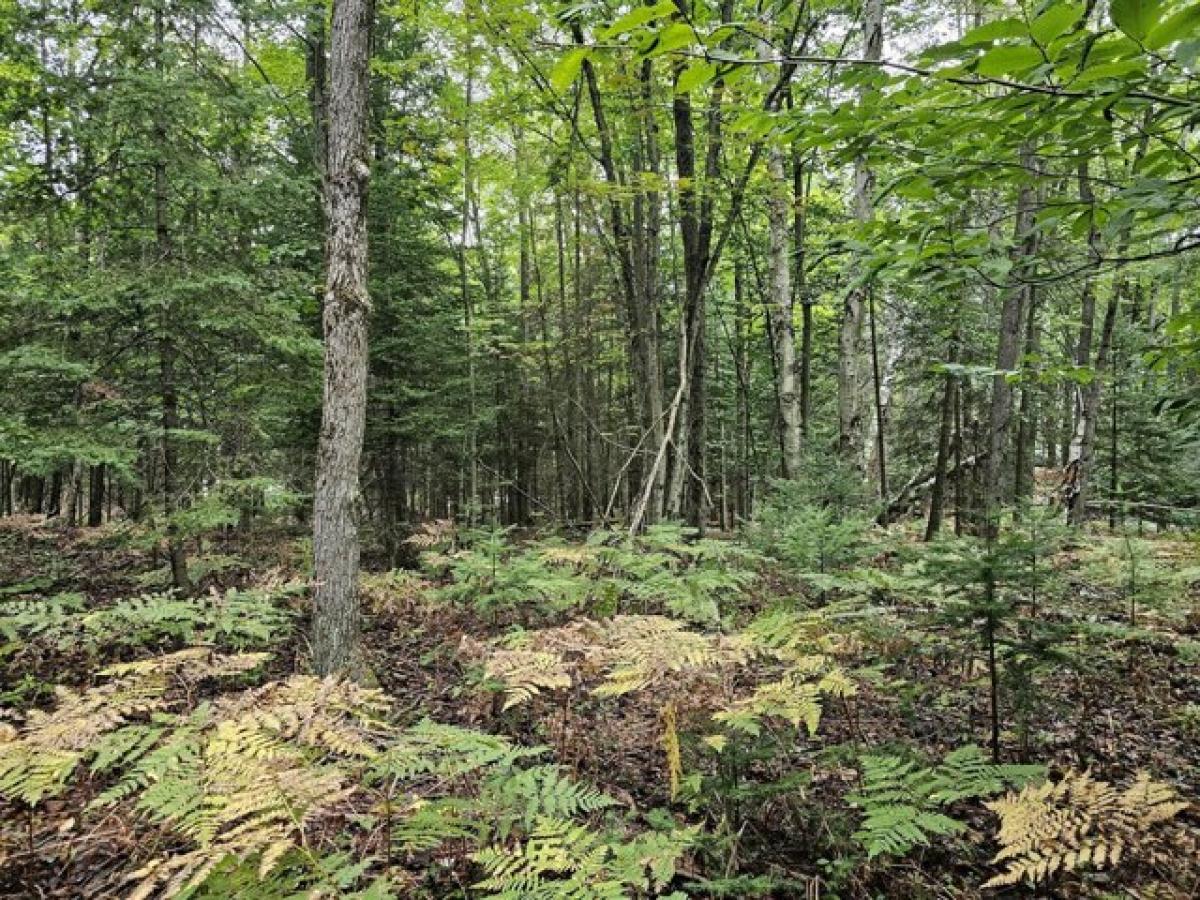 Picture of Residential Land For Sale in Wolverine, Michigan, United States