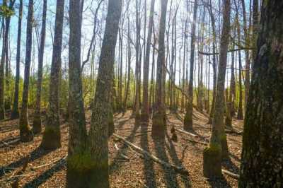 Residential Land For Sale in Smoaks, South Carolina