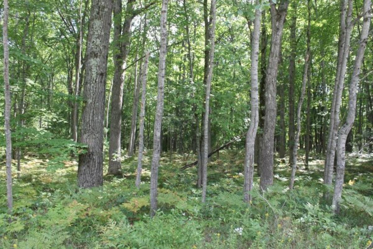 Picture of Residential Land For Sale in Wellston, Michigan, United States