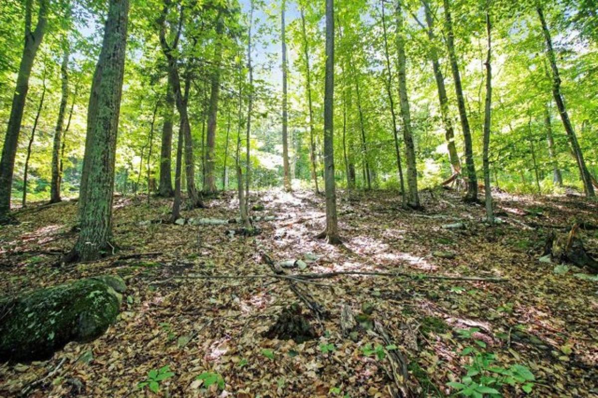 Picture of Residential Land For Sale in Alton, New Hampshire, United States