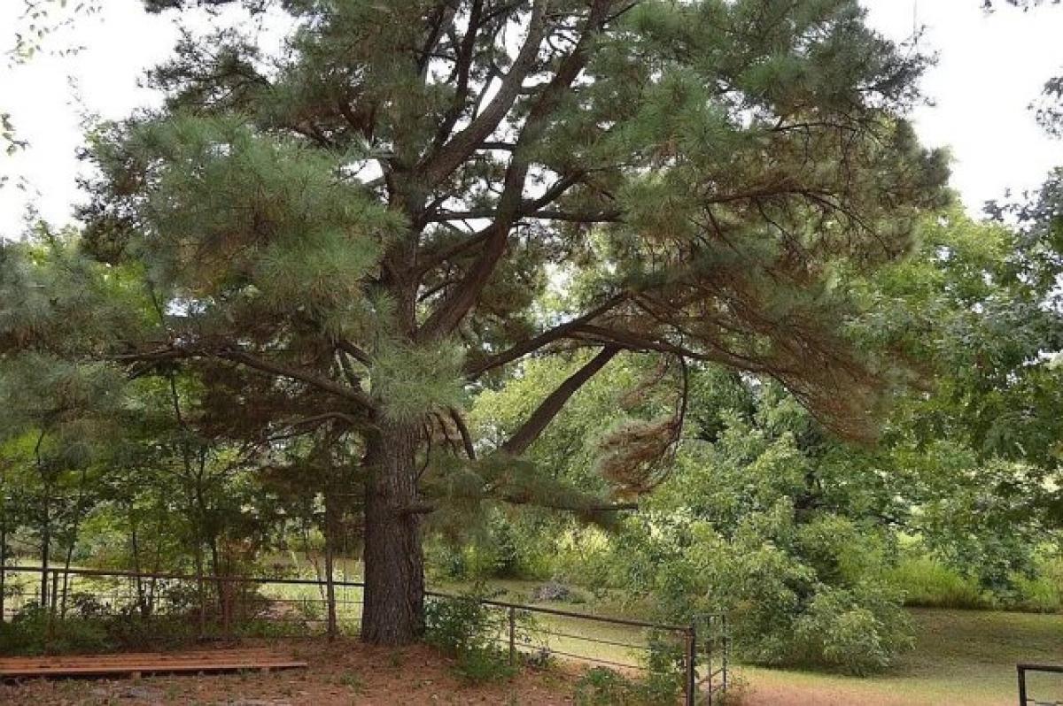 Picture of Home For Sale in Cookville, Texas, United States