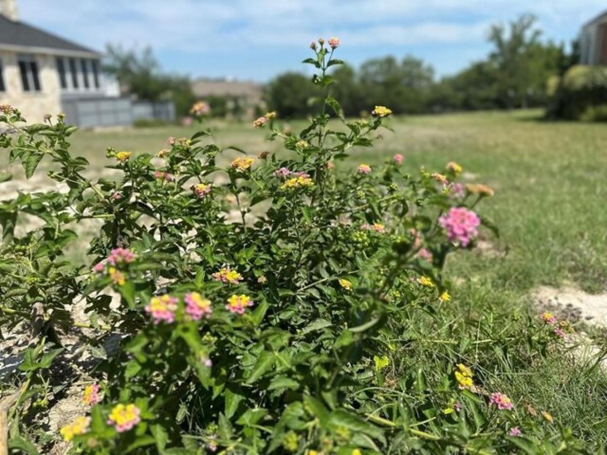 Picture of Residential Land For Sale in Fredericksburg, Texas, United States