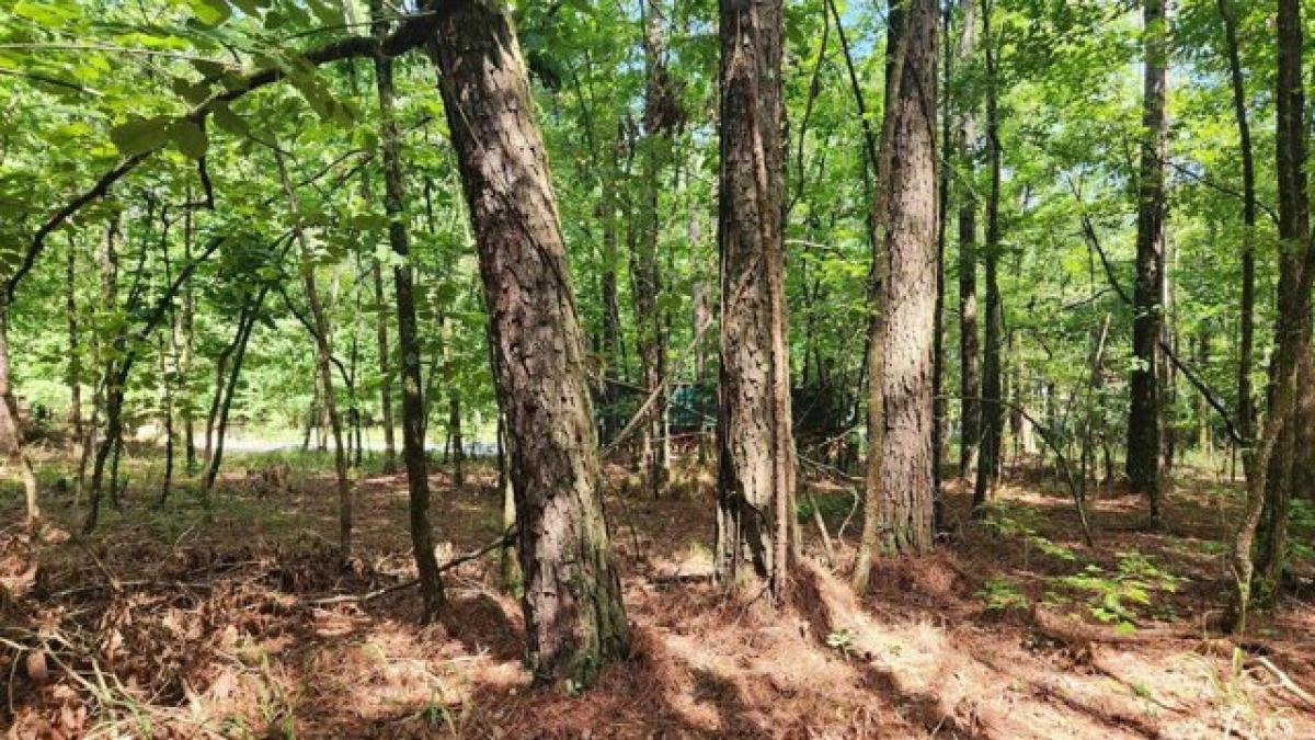 Picture of Residential Land For Sale in Mount Ida, Arkansas, United States