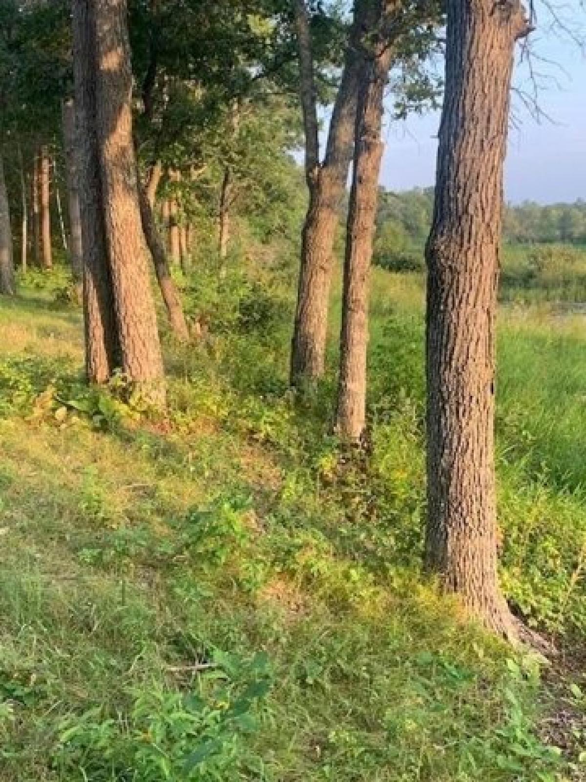 Picture of Residential Land For Sale in Pine River, Minnesota, United States