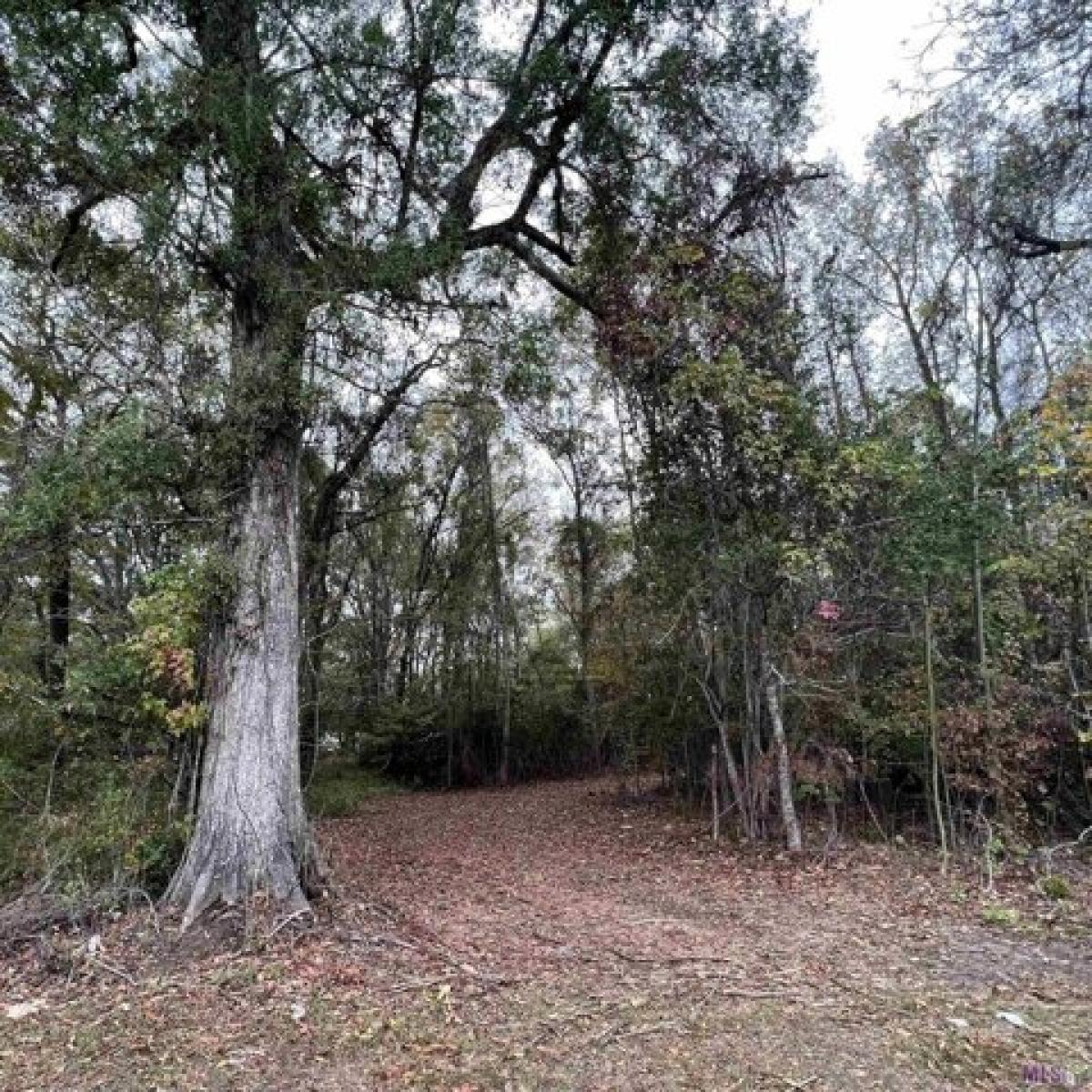 Picture of Residential Land For Sale in Saint Francisville, Louisiana, United States