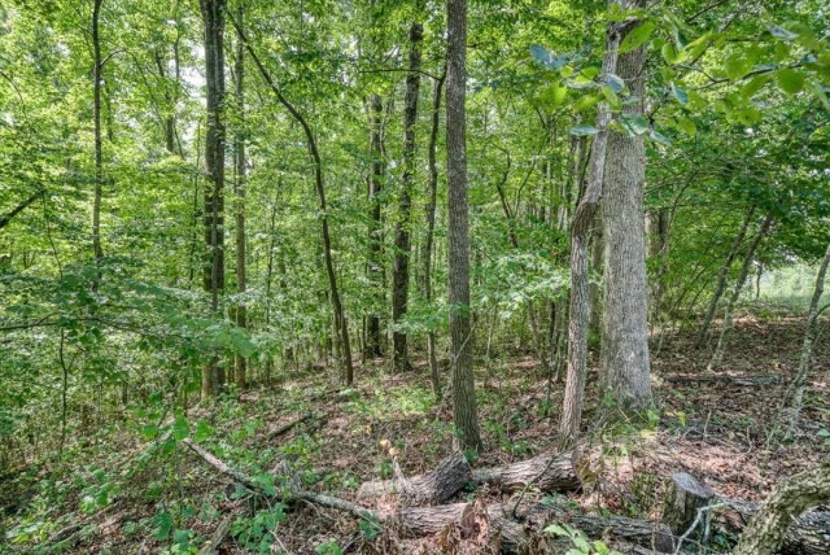 Picture of Residential Land For Sale in Monterey, Tennessee, United States