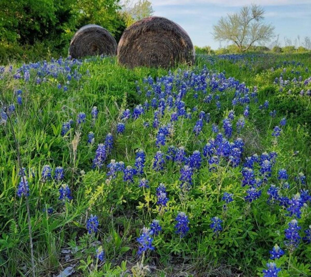 Picture of Residential Land For Sale in Lone Oak, Texas, United States