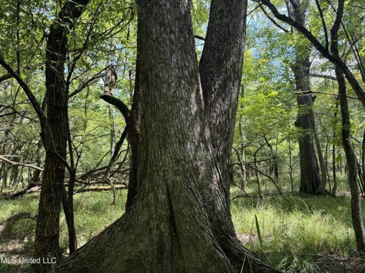 Picture of Residential Land For Sale in Clinton, Mississippi, United States