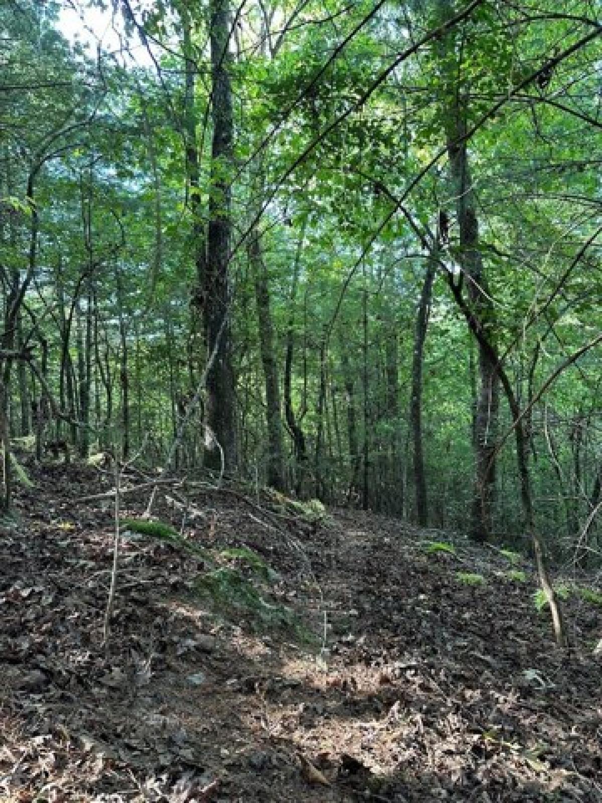 Picture of Residential Land For Sale in Blue Ridge, Georgia, United States