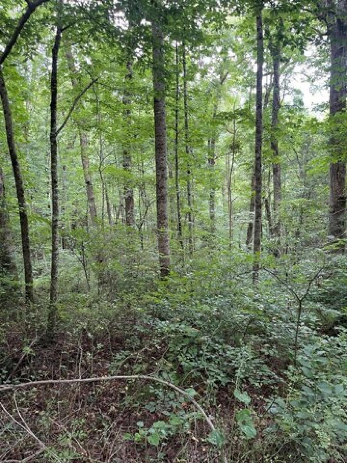 Picture of Residential Land For Sale in Franklin, North Carolina, United States