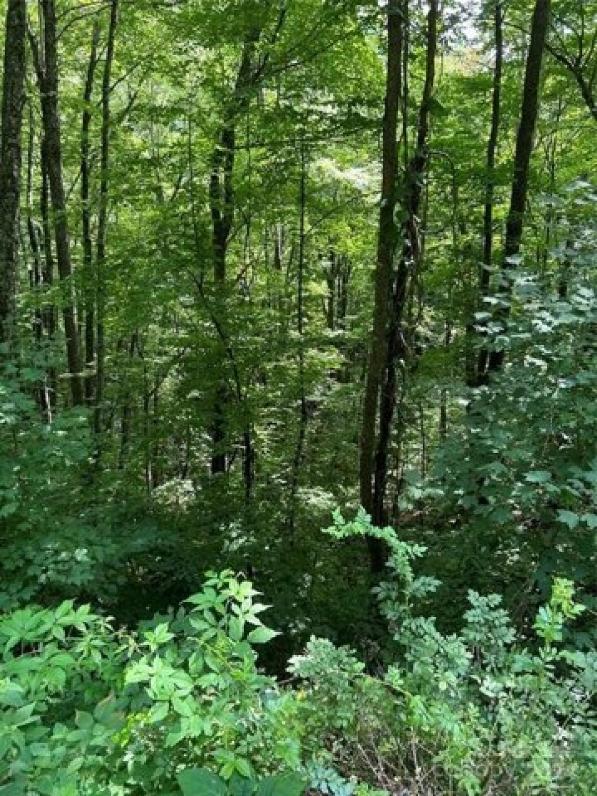 Picture of Residential Land For Sale in Maggie Valley, North Carolina, United States