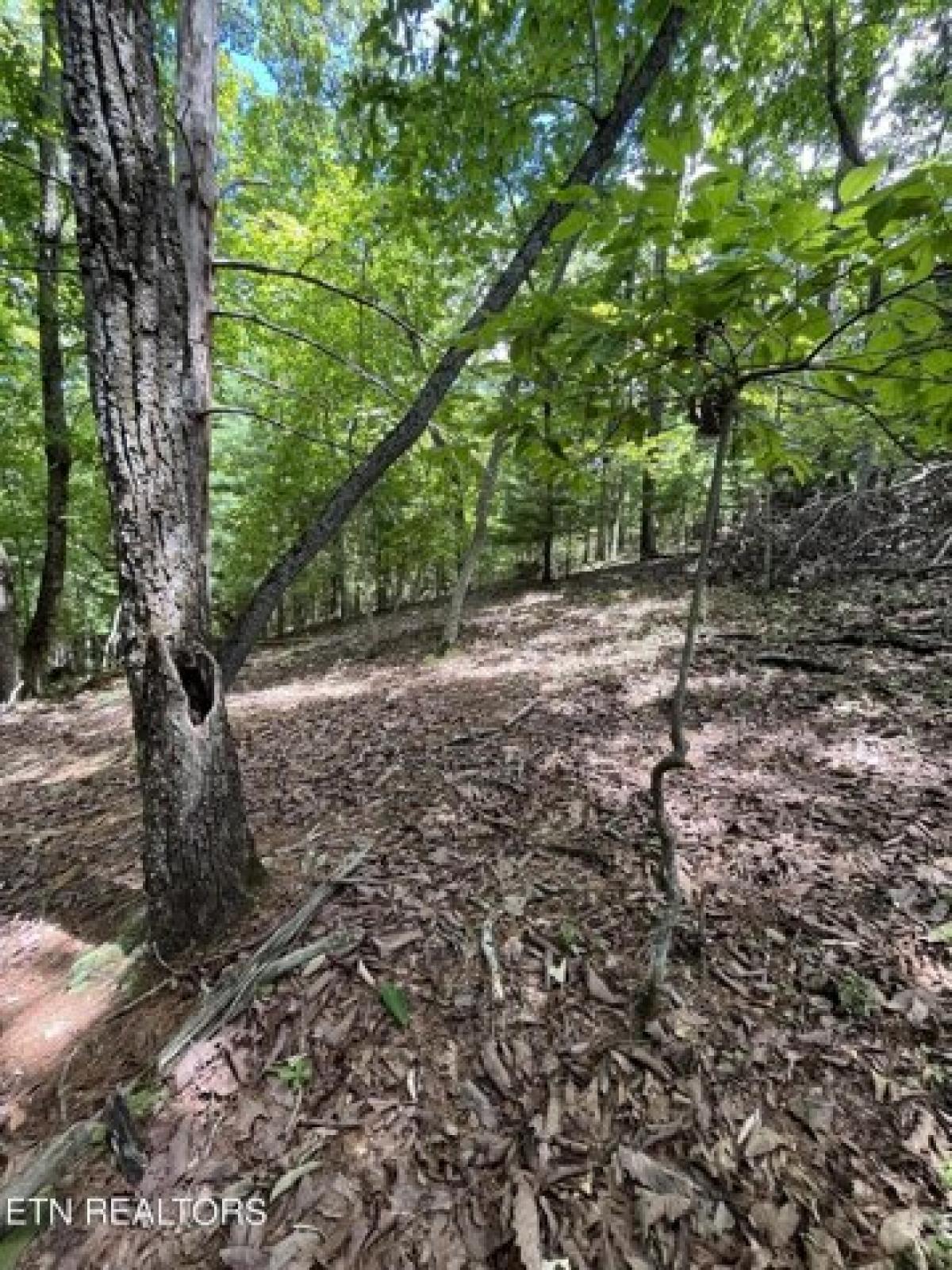 Picture of Residential Land For Sale in Spring City, Tennessee, United States