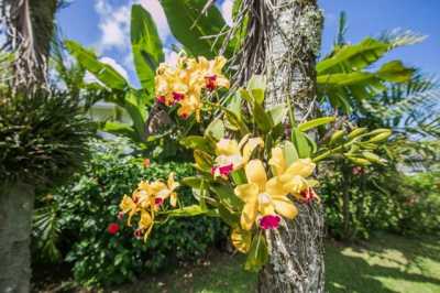 Home For Sale in Kapaa, Hawaii