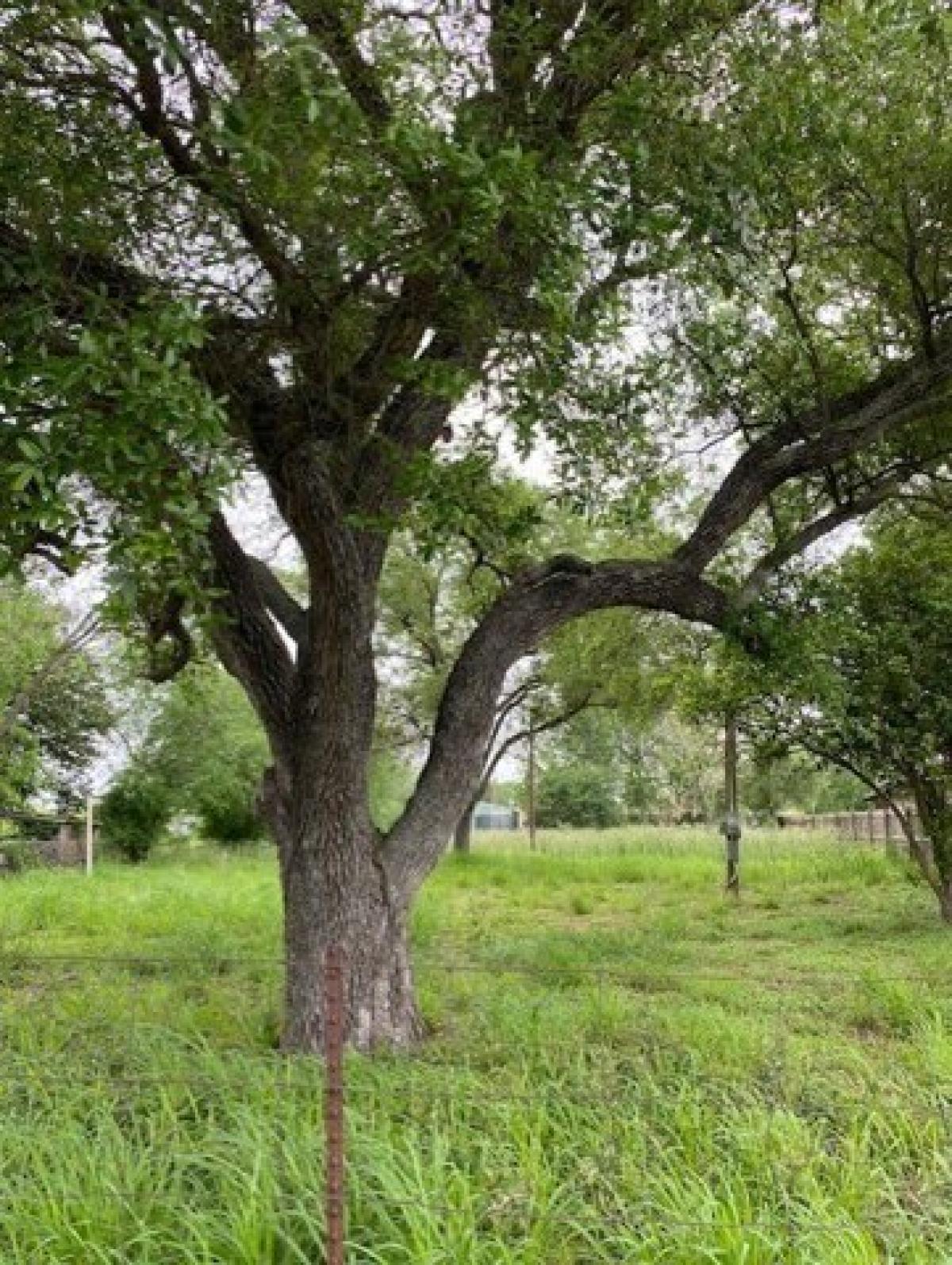 Picture of Residential Land For Sale in Alice, Texas, United States