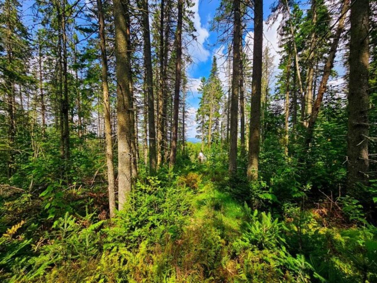 Picture of Residential Land For Sale in Cabot, Vermont, United States