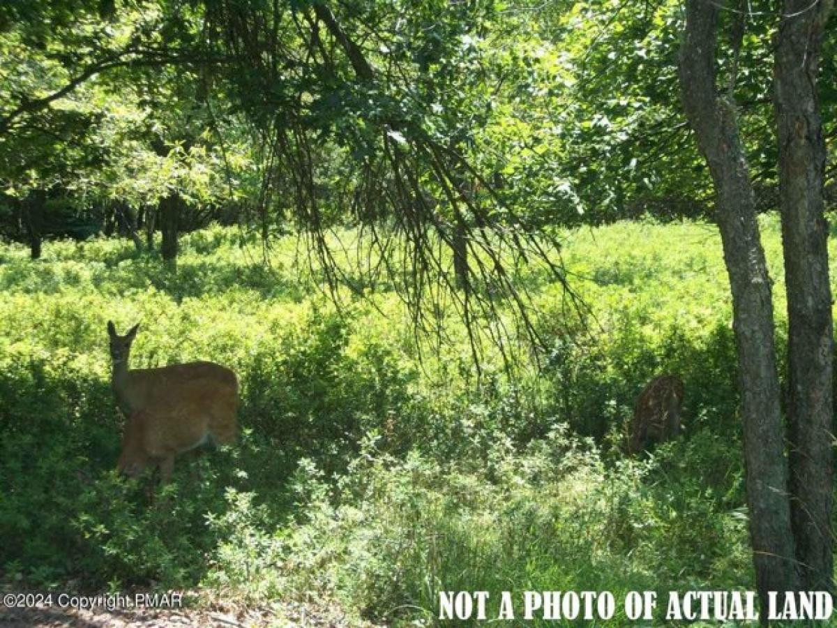 Picture of Residential Land For Sale in Albrightsville, Pennsylvania, United States