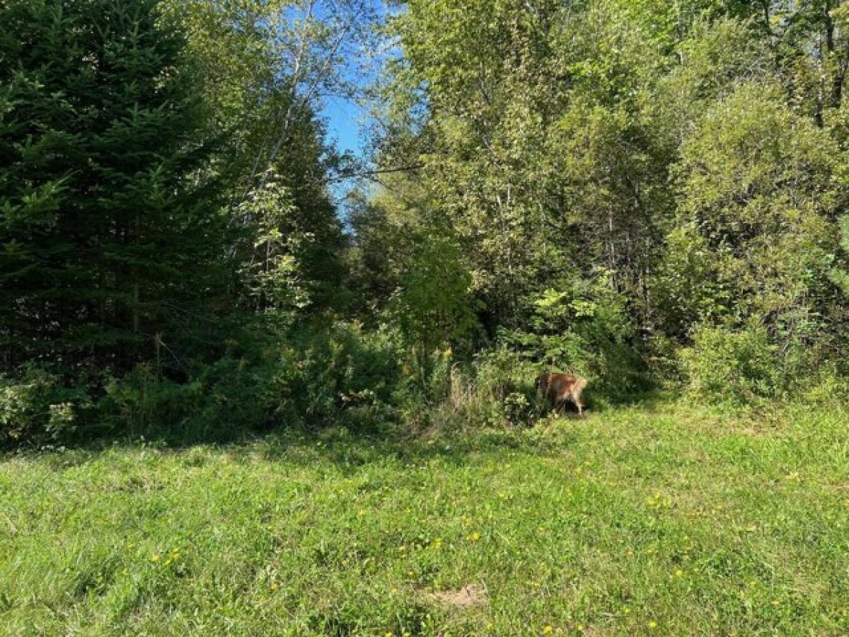 Picture of Residential Land For Sale in Pittsfield, Maine, United States