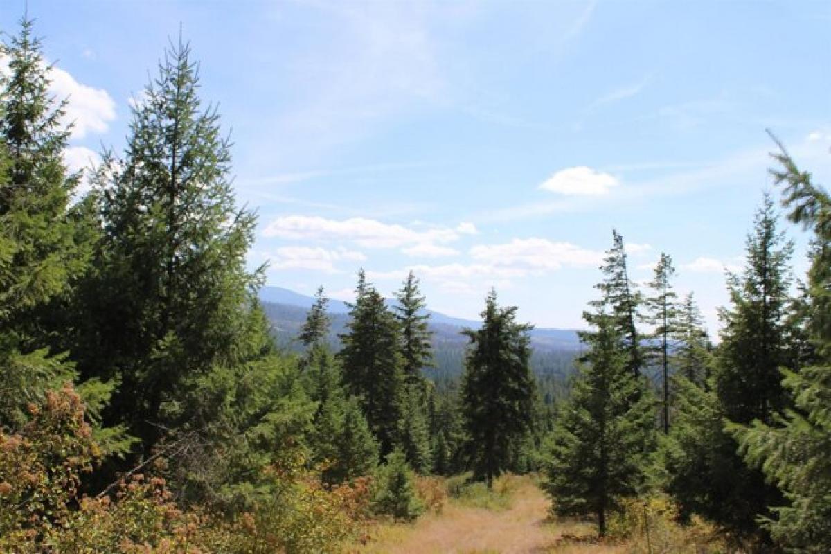 Picture of Residential Land For Sale in Elk, Washington, United States