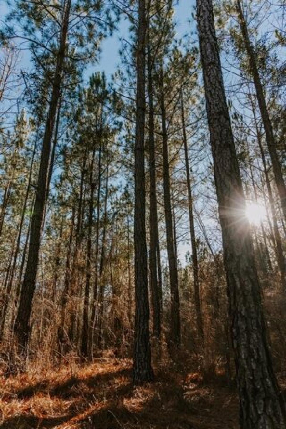 Picture of Residential Land For Sale in Dublin, Georgia, United States