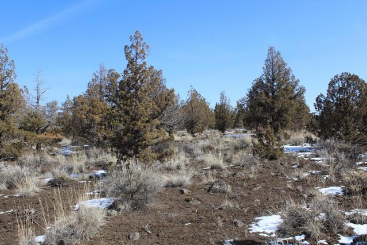 Picture of Residential Land For Sale in Prineville, Oregon, United States