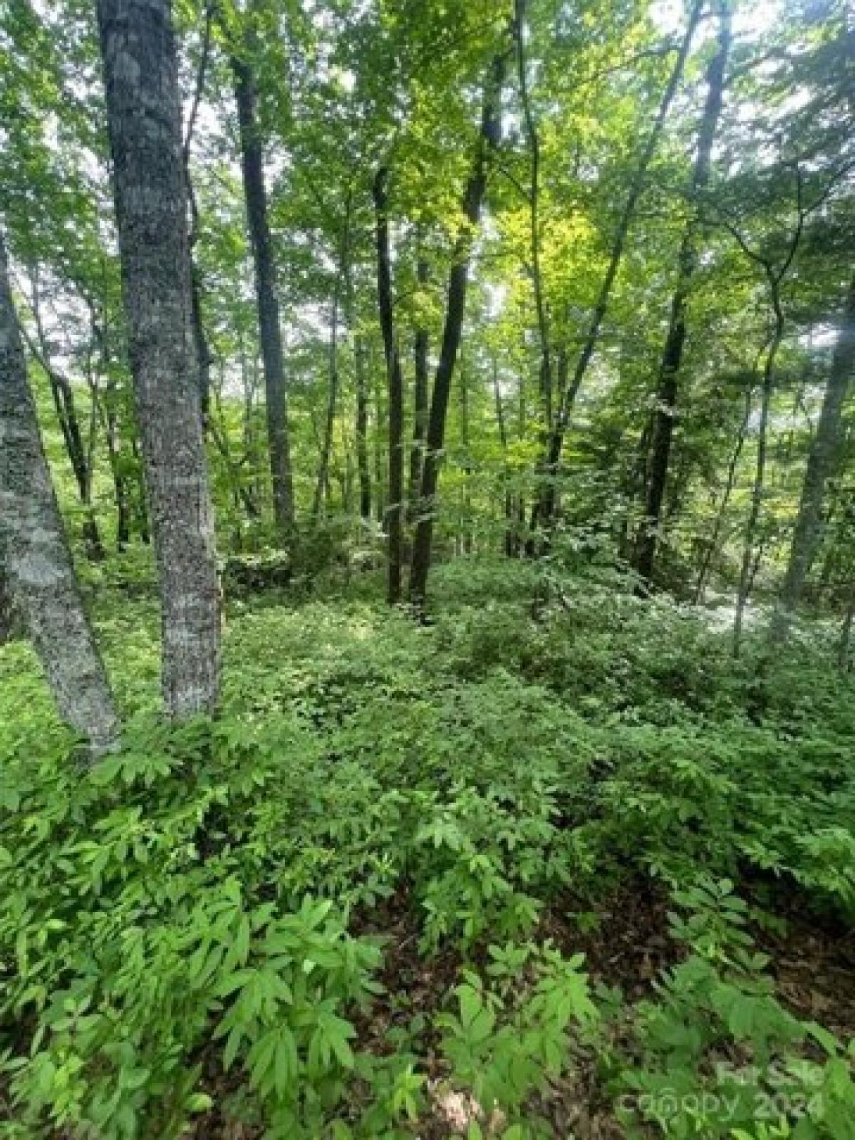 Picture of Residential Land For Sale in Brevard, North Carolina, United States